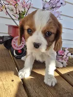 processed/4c27e9eb-50fa-49e1-9e54-b9751ae24f3c/listing/a0b24b17-b812-4901-989c-400b2e6ed834/65c15252-f65d-4921-bc57-4f317e918c4e