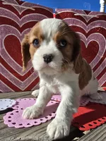 processed/4c27e9eb-50fa-49e1-9e54-b9751ae24f3c/listing/a0b24b17-b812-4901-989c-400b2e6ed834/e5375d07-aa75-4ac0-bc3b-f6f7efc1c703