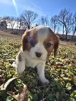 processed/4c27e9eb-50fa-49e1-9e54-b9751ae24f3c/listing/a0b24b17-b812-4901-989c-400b2e6ed834/e5f31836-8a6f-4836-973e-487d1f1f8c48