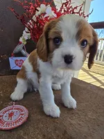 Dolly, a female Cavalier King Charles Spaniel for sale in Pleasant Hope, MO – Photo 4 of 6