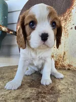 Dolly, a female Cavalier King Charles Spaniel for sale in Pleasant Hope, MO – Photo 3 of 6