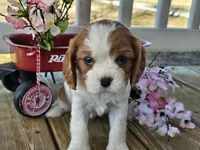 Dolly, a female Cavalier King Charles Spaniel for sale in Pleasant Hope, MO – Photo 2 of 6