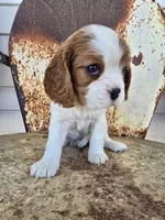 Dolly, a female Cavalier King Charles Spaniel for sale in Pleasant Hope, MO – Photo 1 of 6