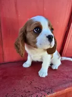 Dolly Pending, a female Cavalier King Charles Spaniel for sale in Pleasant Hope, MO – Photo 5 of 10