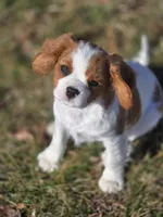 Dolly Pending, a female Cavalier King Charles Spaniel for sale in Pleasant Hope, MO – Photo 10 of 10