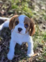 Dolly Pending, a female Cavalier King Charles Spaniel for sale in Pleasant Hope, MO – Photo 8 of 10