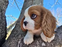 Dolly Pending, a female Cavalier King Charles Spaniel for sale in Pleasant Hope, MO – Photo 9 of 10