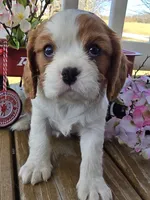 Dolly, a female Cavalier King Charles Spaniel for sale in Pleasant Hope, MO – Photo 6 of 6