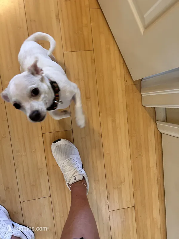 Gustavo – Chihuahua puppy for sale in Greeley, CO