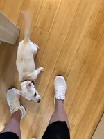 Gustavo, a male Chihuahua for sale in Greeley, CO – 4 of 4