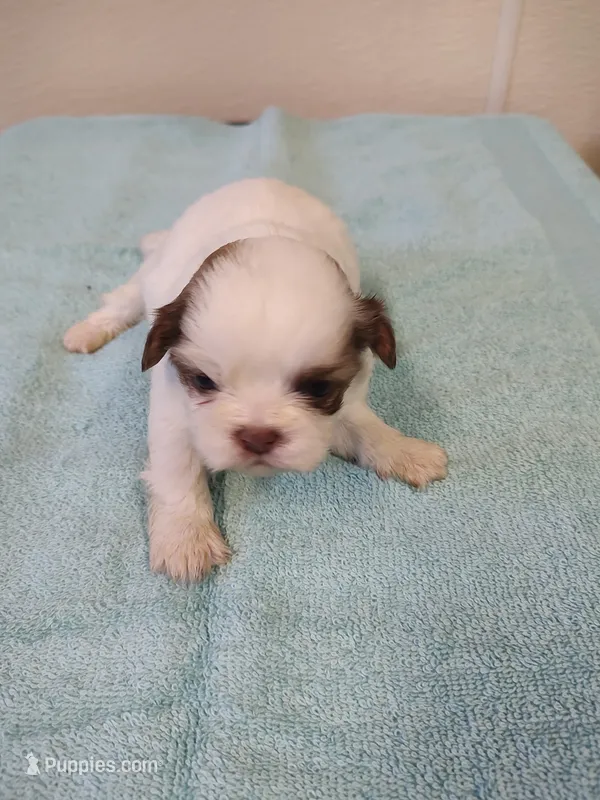Ellie's #3-M-CKC – Shih Tzu puppy for sale in Greensboro, NC