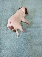 Ellie's #3-M-CKC, a male Shih Tzu for sale in Greensboro, NC – Photo 4 of 4