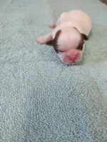 Ellie's #3-M-CKC, a male Shih Tzu for sale in Greensboro, NC – Photo 2 of 4