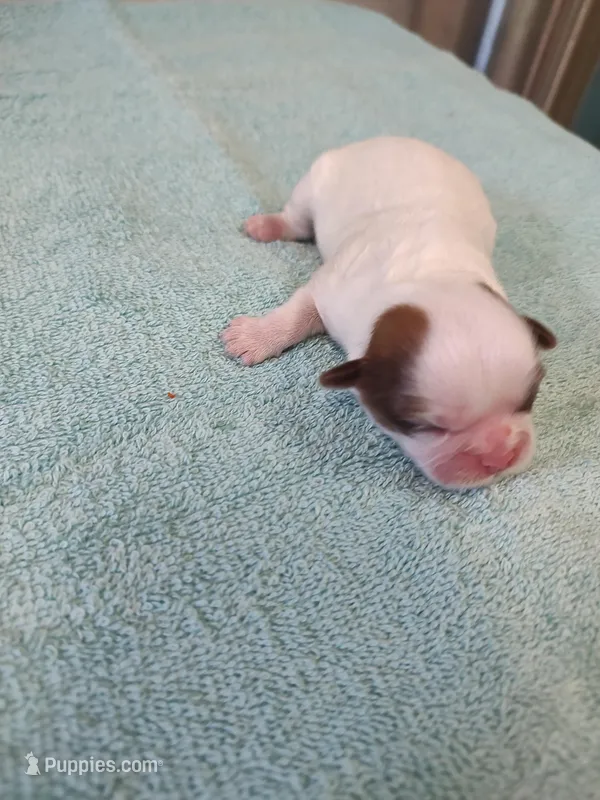 Ellie's #3-M-CKC – Shih Tzu puppy for sale in Greensboro, NC