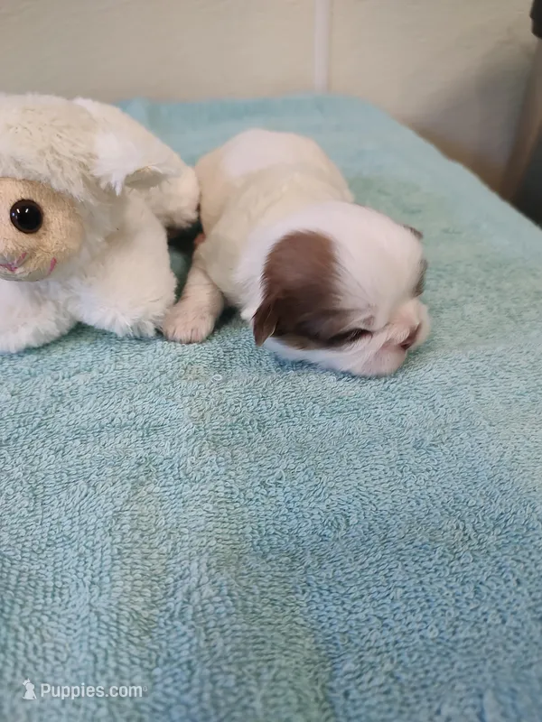 Ellie's #3-M-CKC – Shih Tzu puppy for sale in Greensboro, NC