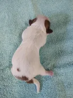 Ellie's #3-M-CKC, a male Shih Tzu for sale in Greensboro, NC – Photo 3 of 4