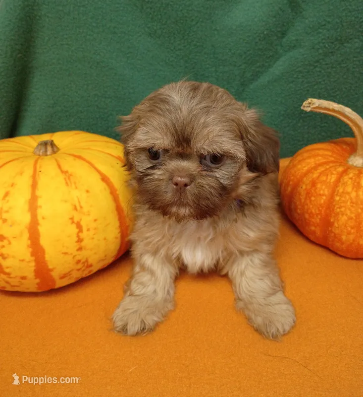 Brownie's #5-F-CKC – Shih Tzu puppy for sale in Greensboro, NC