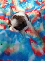 Bailey's #2-M-CKC, a male Shih Tzu for sale in Greensboro, NC – 2 of 7