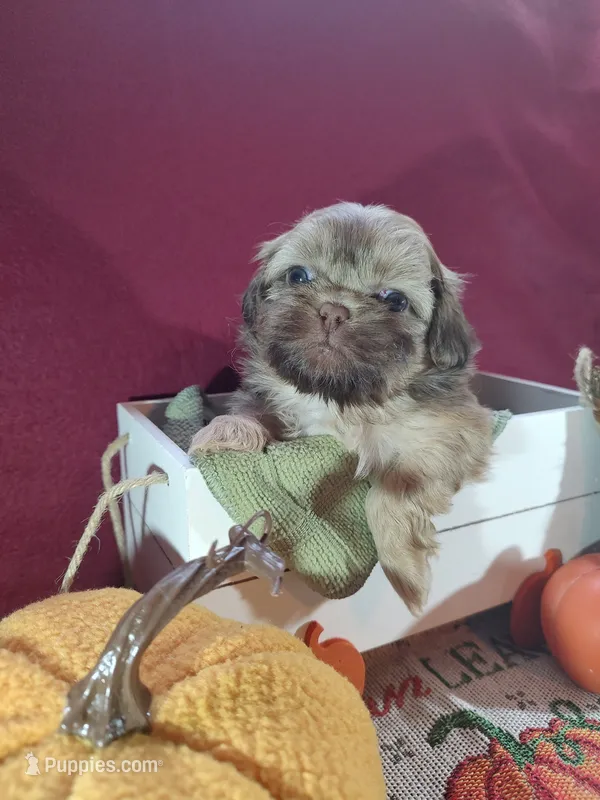 Brownie's #5-F-CKC – Shih Tzu puppy for sale in Greensboro, NC