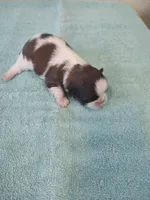 Bailey's #2-M-CKC, a male Shih Tzu for sale in Greensboro, NC – 4 of 5