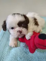 Ellie's #2-M-CKC, a male Shih Tzu for sale in Greensboro, NC – 4 of 8