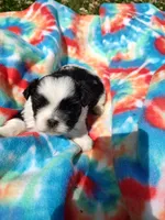 Bailey's #1-M-CKC, a male Shih Tzu for sale in Greensboro, NC – 2 of 7