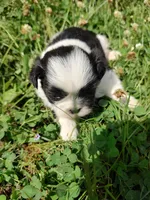 Bailey's #1-M-CKC, a male Shih Tzu for sale in Greensboro, NC – 3 of 7