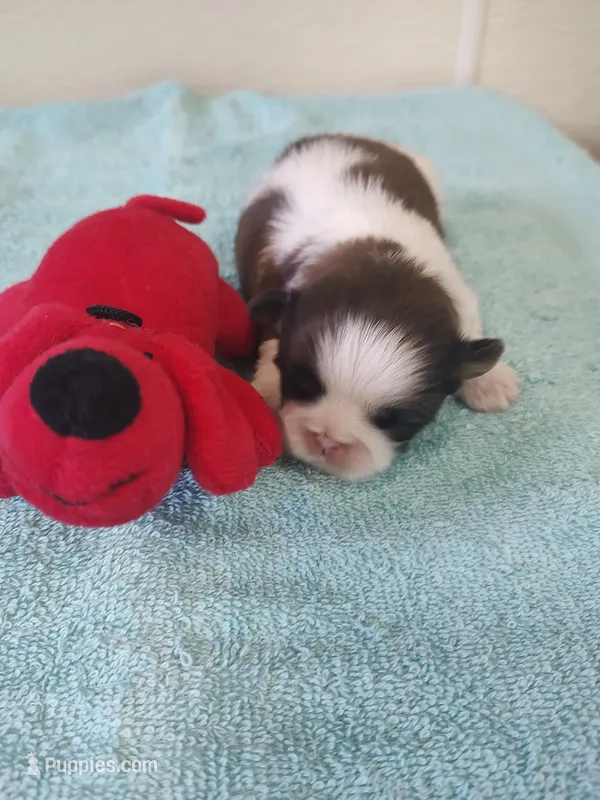 Bailey's #2-M-CKC – Shih Tzu puppy for sale in Greensboro, NC