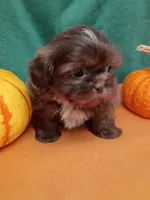 Brownie's #6- CKC, a male Shih Tzu for sale in Greensboro, NC – 2 of 3