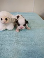 Ellie's #1 - M - CKC, a male Shih Tzu for sale in Greensboro, NC – 3 of 6