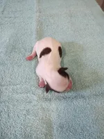 Ellie's #1 - M - CKC, a male Shih Tzu for sale in Greensboro, NC – Photo 4 of 4