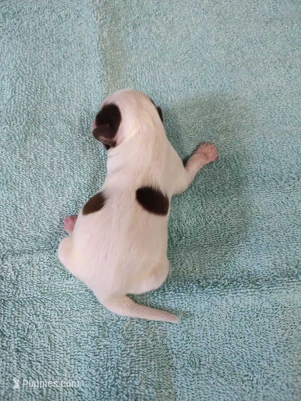 Ellie's #1 - M - CKC – Shih Tzu puppy for sale in Greensboro, NC