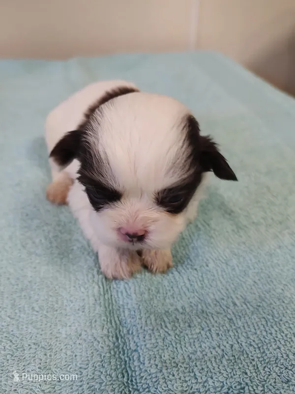Ellie's #1 - M - CKC – Shih Tzu puppy for sale in Greensboro, NC