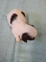 Ellie's #1 - M - CKC, a male Shih Tzu for sale in Greensboro, NC – 5 of 6