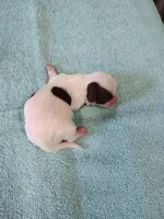 Ellie's #1 - M - CKC, a male Shih Tzu for sale in Greensboro, NC – Photo 3 of 4