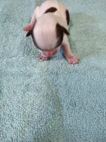 Ellie's #1 - M - CKC, a male Shih Tzu for sale in Greensboro, NC – Photo 2 of 4