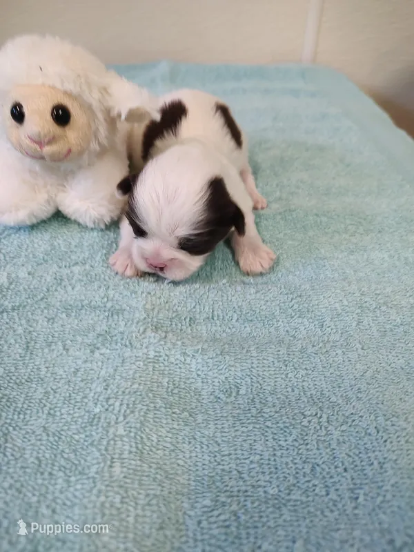 Ellie's #1 - M - CKC – Shih Tzu puppy for sale in Greensboro, NC
