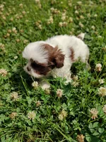 Ellie's #2-M-CKC, a male Shih Tzu for sale in Greensboro, NC – 5 of 8