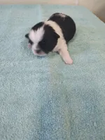 Bailey's #1-M-CKC, a male Shih Tzu for sale in Greensboro, NC – 3 of 5