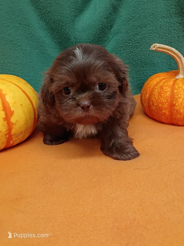 Brownie's #6- CKC – Shih Tzu puppy for sale in Greensboro, NC