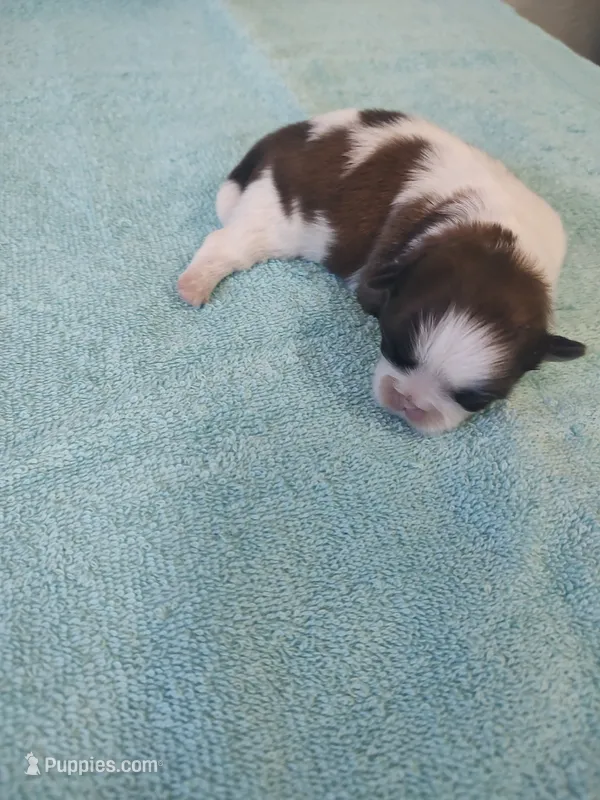 Bailey's #2-M-CKC, a male Shih Tzu for sale in Greensboro, NC – 1 of 5