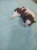 Bailey's #2-M-CKC, a male Shih Tzu for sale in Greensboro, NC – 1 of 5