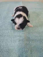 Bailey's #1-M-CKC, a male Shih Tzu for sale in Greensboro, NC – 2 of 5
