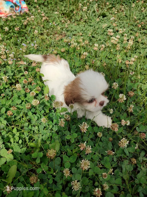Ellie's #3-M-CKC – Shih Tzu puppy for sale in Greensboro, NC