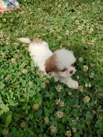 Ellie's #3-M-CKC, a male Shih Tzu for sale in Greensboro, NC – 1 of 8