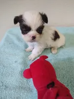 Ellie's #1 - M - CKC, a male Shih Tzu for sale in Greensboro, NC – 2 of 6