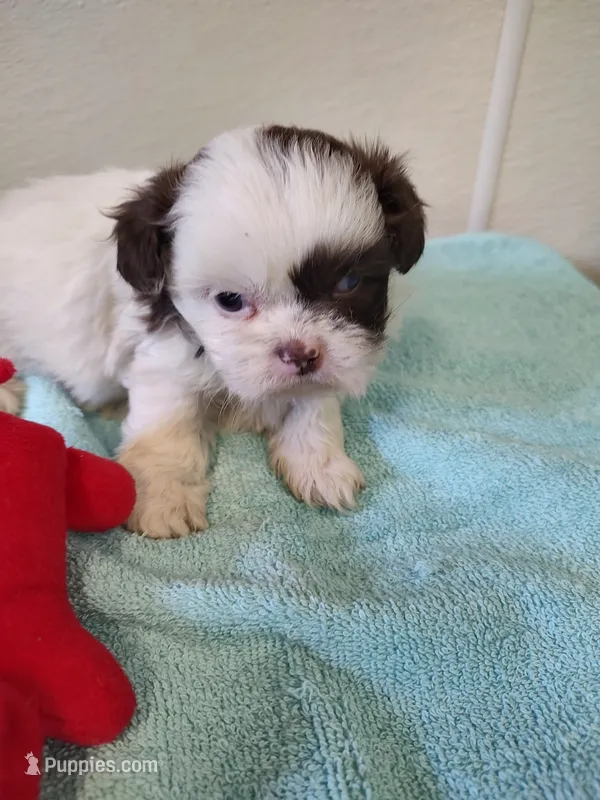 Ellie's #2-M-CKC – Shih Tzu puppy for sale in Greensboro, NC