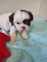 Ellie's #2-M-CKC, a male Shih Tzu for sale in Greensboro, NC – 6 of 8