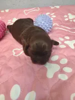 Brownie's #2-F-CKC, a female Shih Tzu for sale in Greensboro, NC – 2 of 5