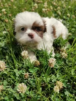 Ellie's #2-M-CKC, a male Shih Tzu for sale in Greensboro, NC – 1 of 8